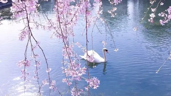 Cherry Blossom season | Private cherry viewing in Tokyo